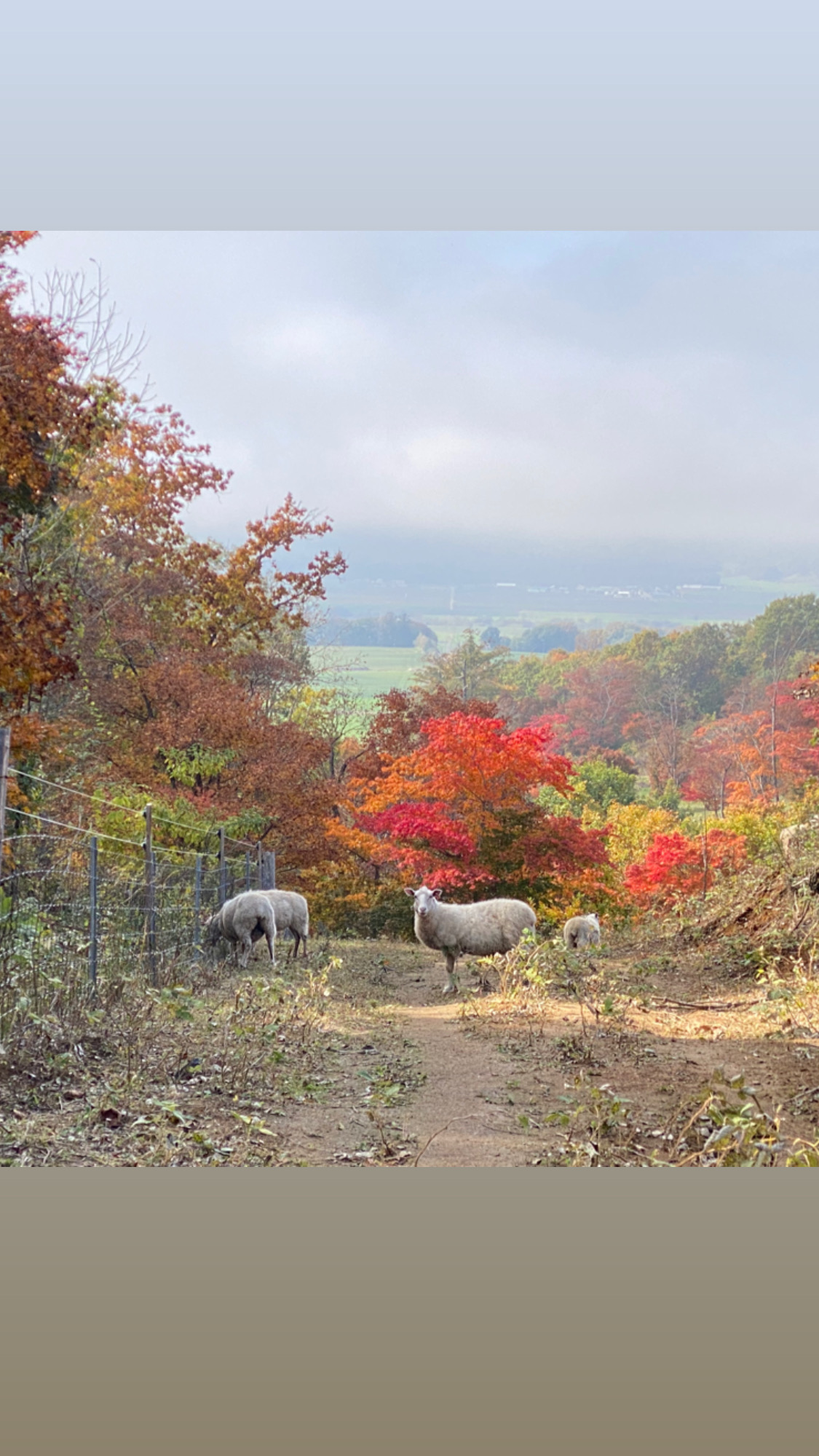 北海道池田町 ボーヤ・ファーム産 オリジナル羊肉 ソーセージ4本セット