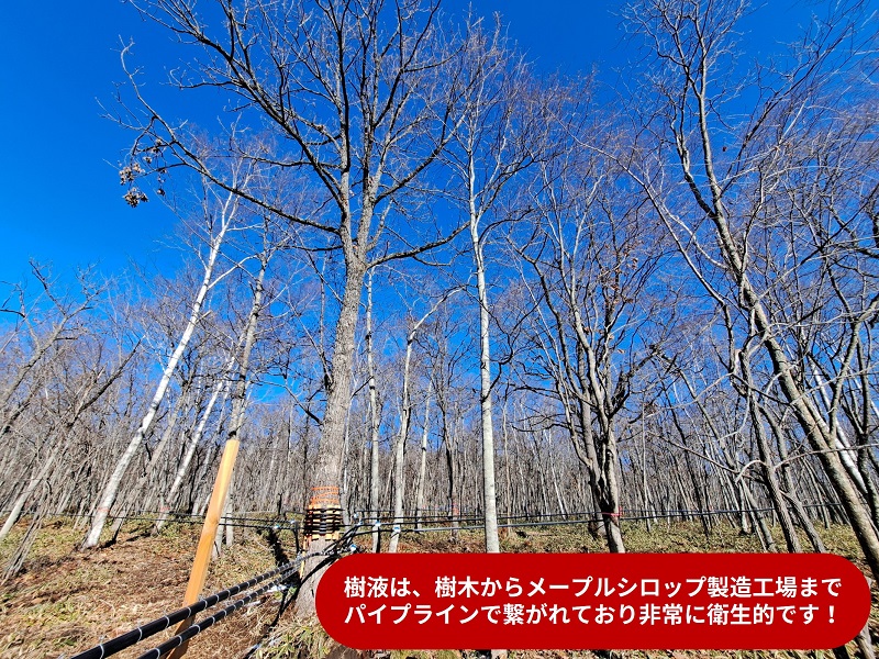 国産メープルシロップ「MOMIJI SYRUP」50ml×12本入り 北海道 十勝 ジャパンフードセレクショングランプリ受賞！メープル メイプル シロップ