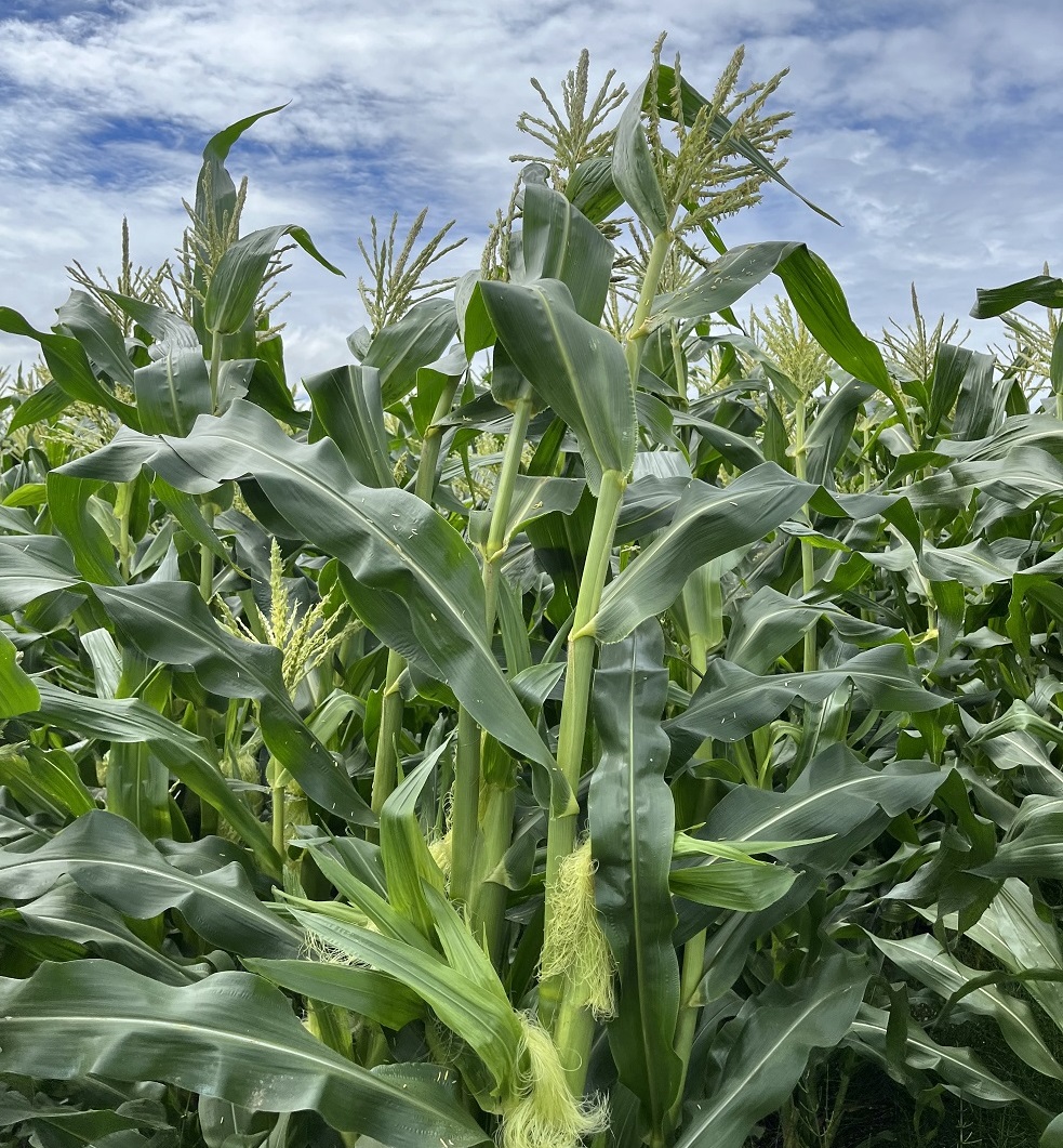訳あり 北海道 雪の妖精（ホワイトコーン）11～12本入り 5キロ とうもろこし トウモロコシ 数量限定 期間限定 甘い 朝採り