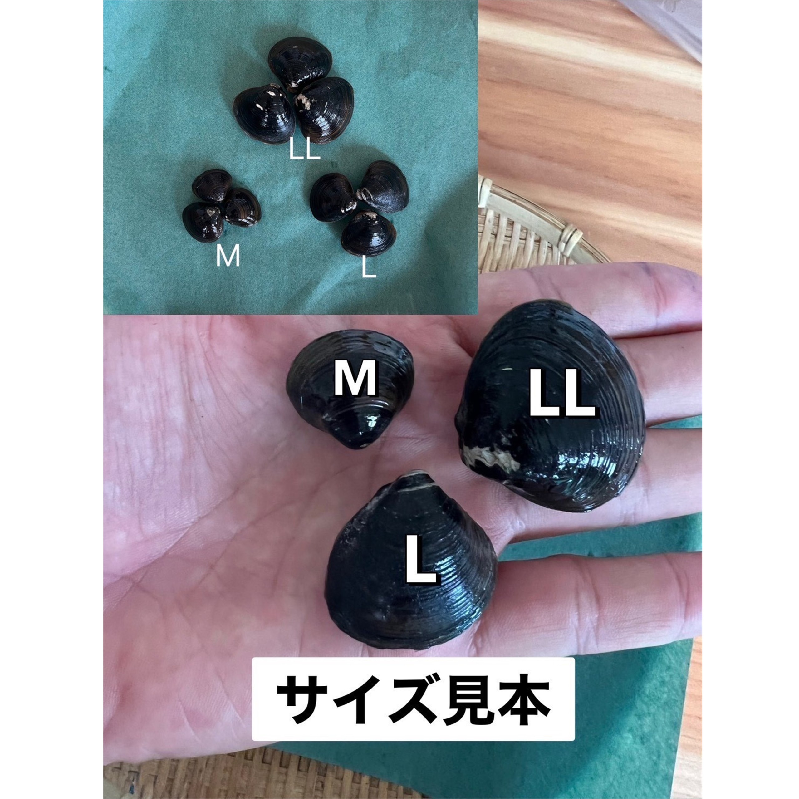 北海道豊頃産 しじみ　LL サイズ １㎏［北海山］