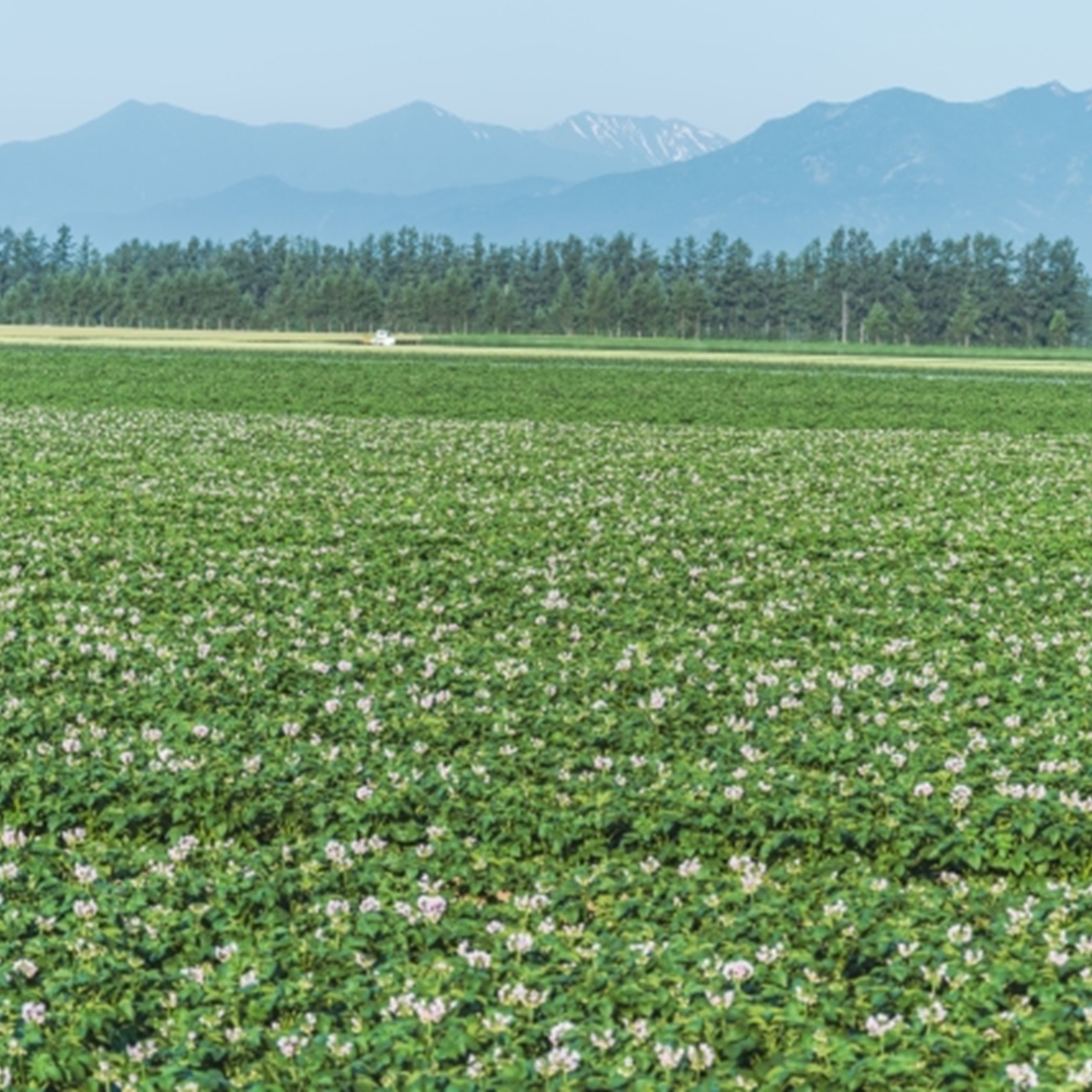 越冬十勝野じゃがいもきたあかり10kg【2026年春出荷】（先行受付）［按田農場］
