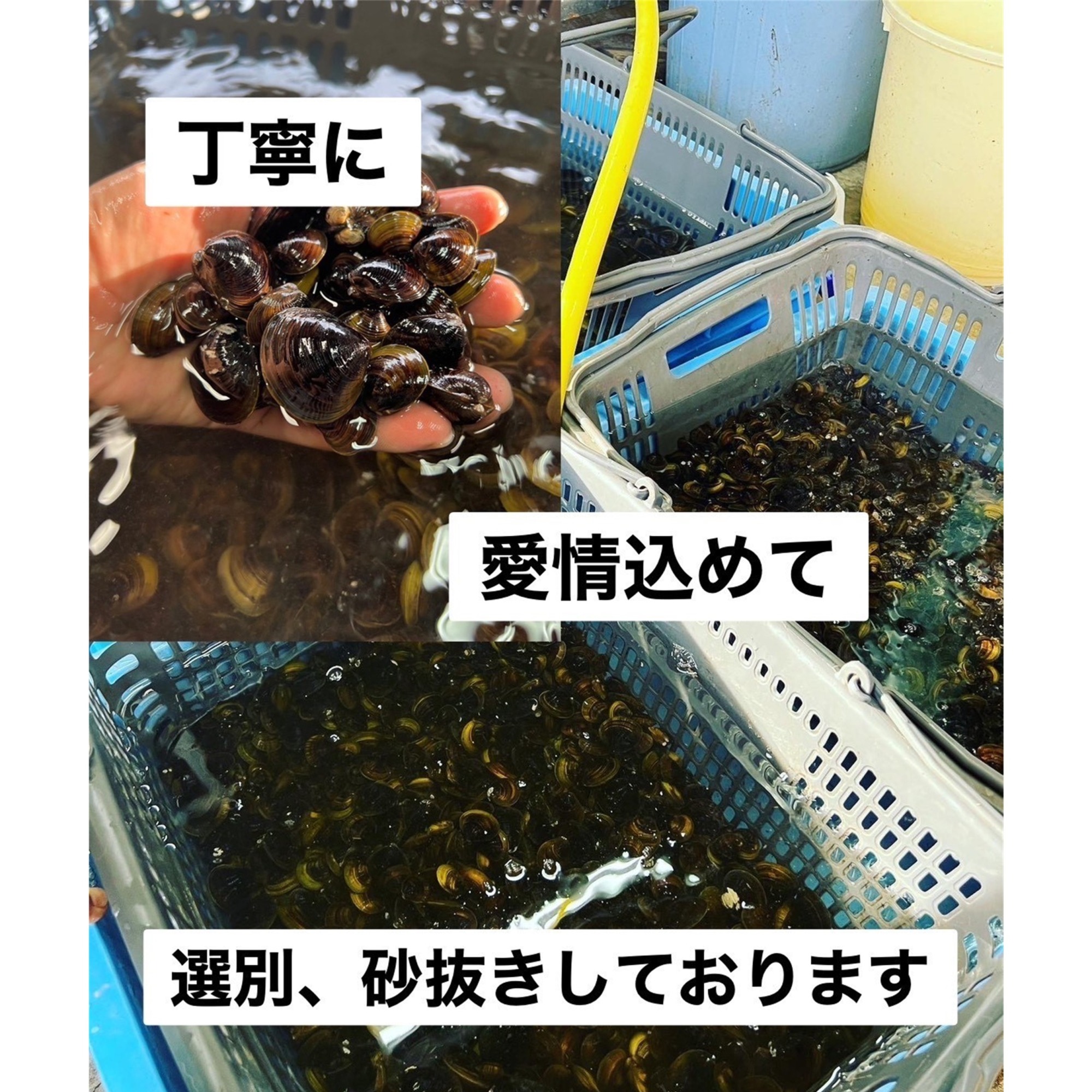 北海道豊頃産 しじみ　LL サイズ １㎏［北海山］