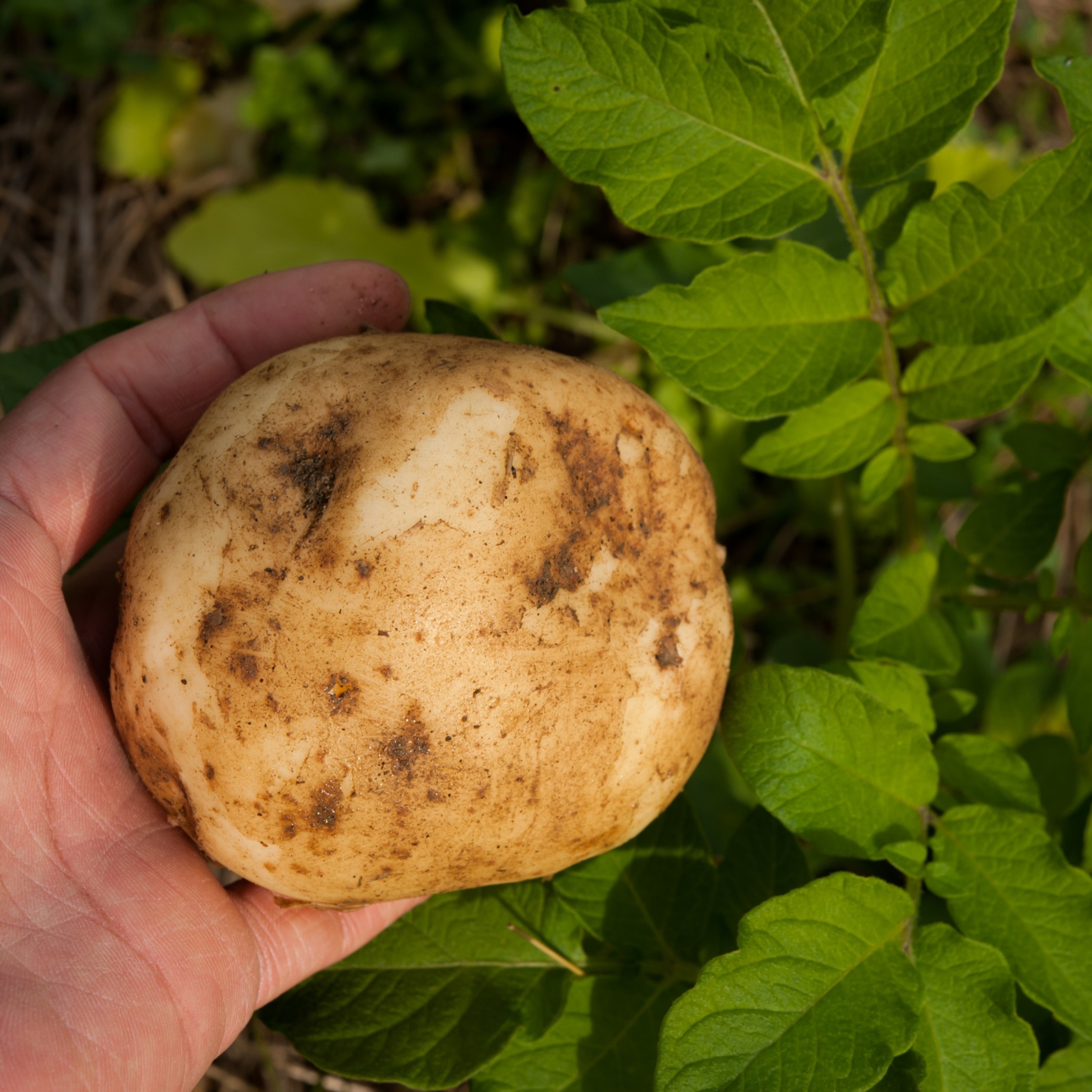 北海道十勝豊頃産とうや10kg 【2026年秋出荷】（先行受付）［安田農場］