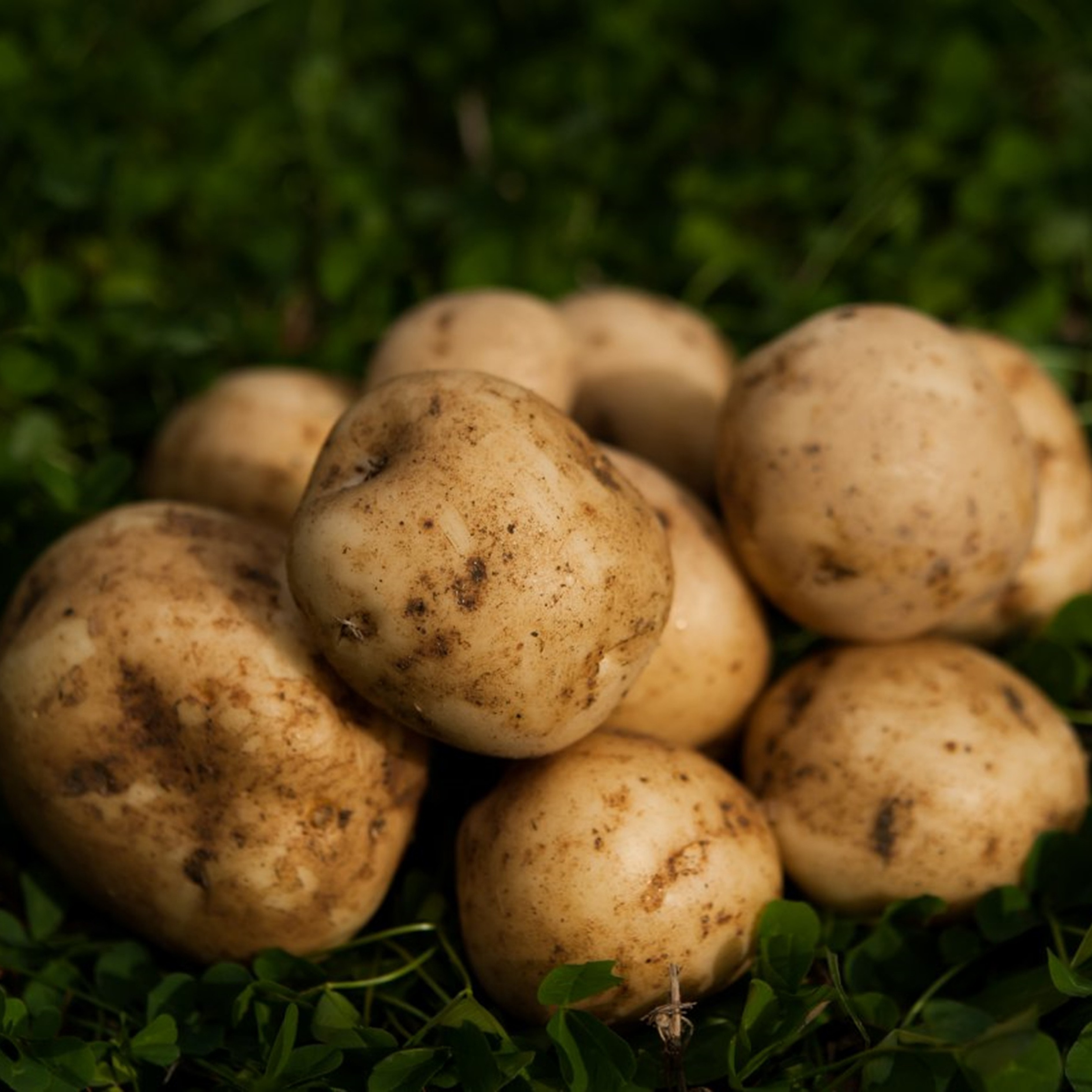 北海道十勝豊頃産男爵10kg 【2026年秋出荷】（先行受付）［安田農場］《10月中旬頃出荷》