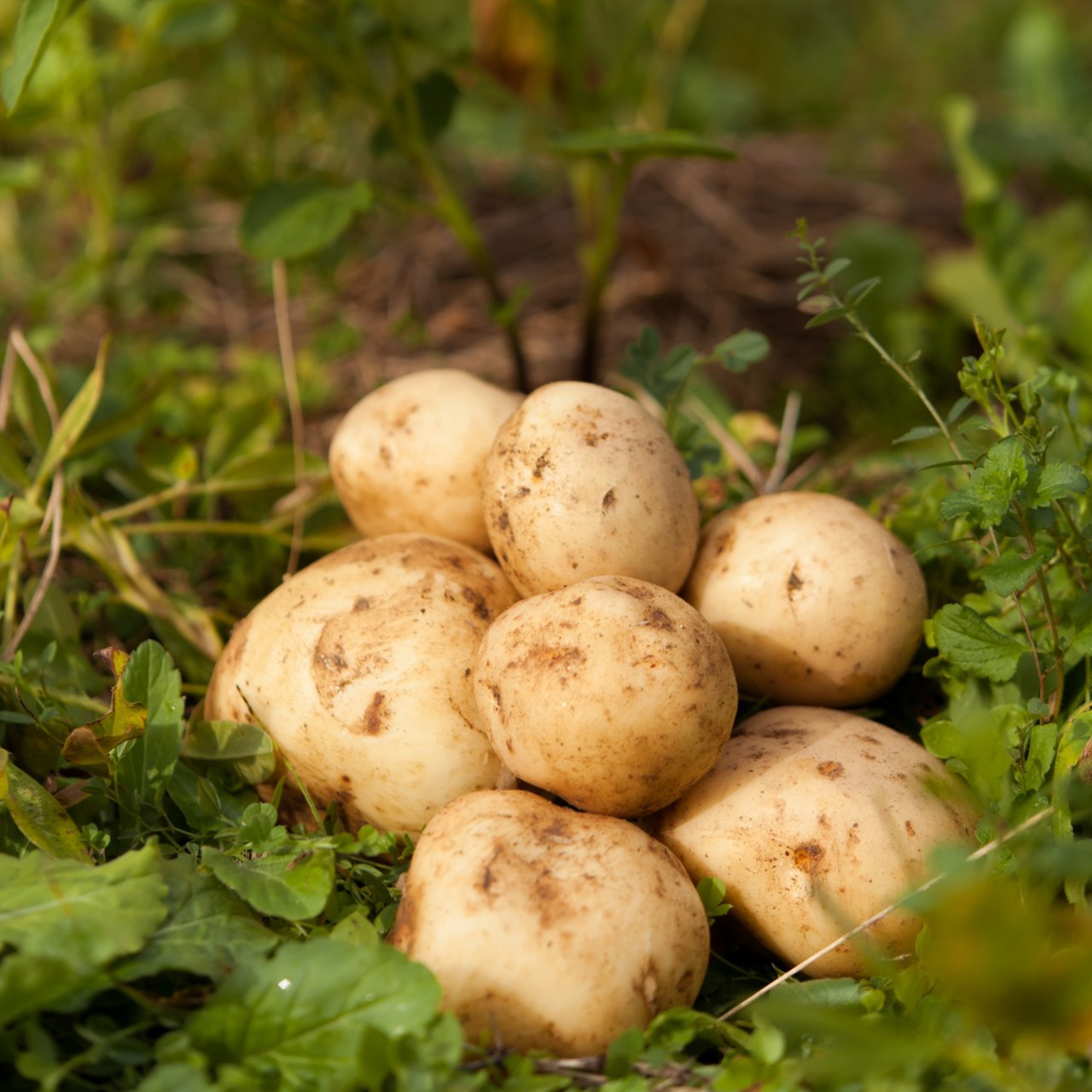 十勝野じゃがいも詰合せセット10kg（きたあかり・メークイン）【2026年秋出荷】（先行受付）［按田農場］