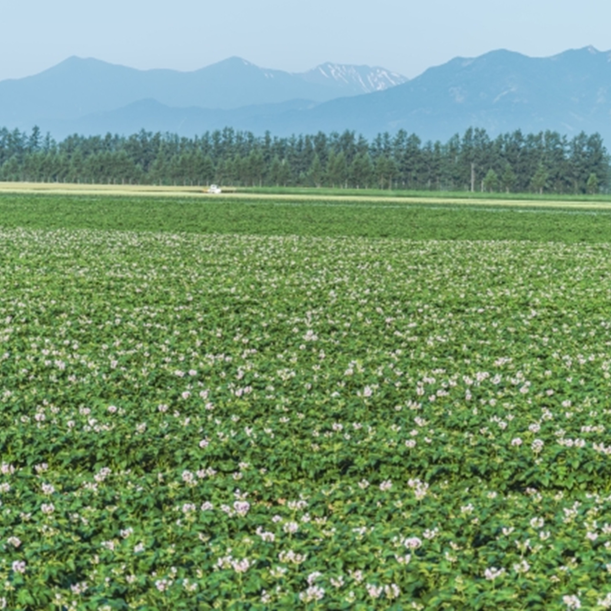 十勝野じゃがいもメークイン10kg 【2026年秋出荷】（先行受付）［按田農場］