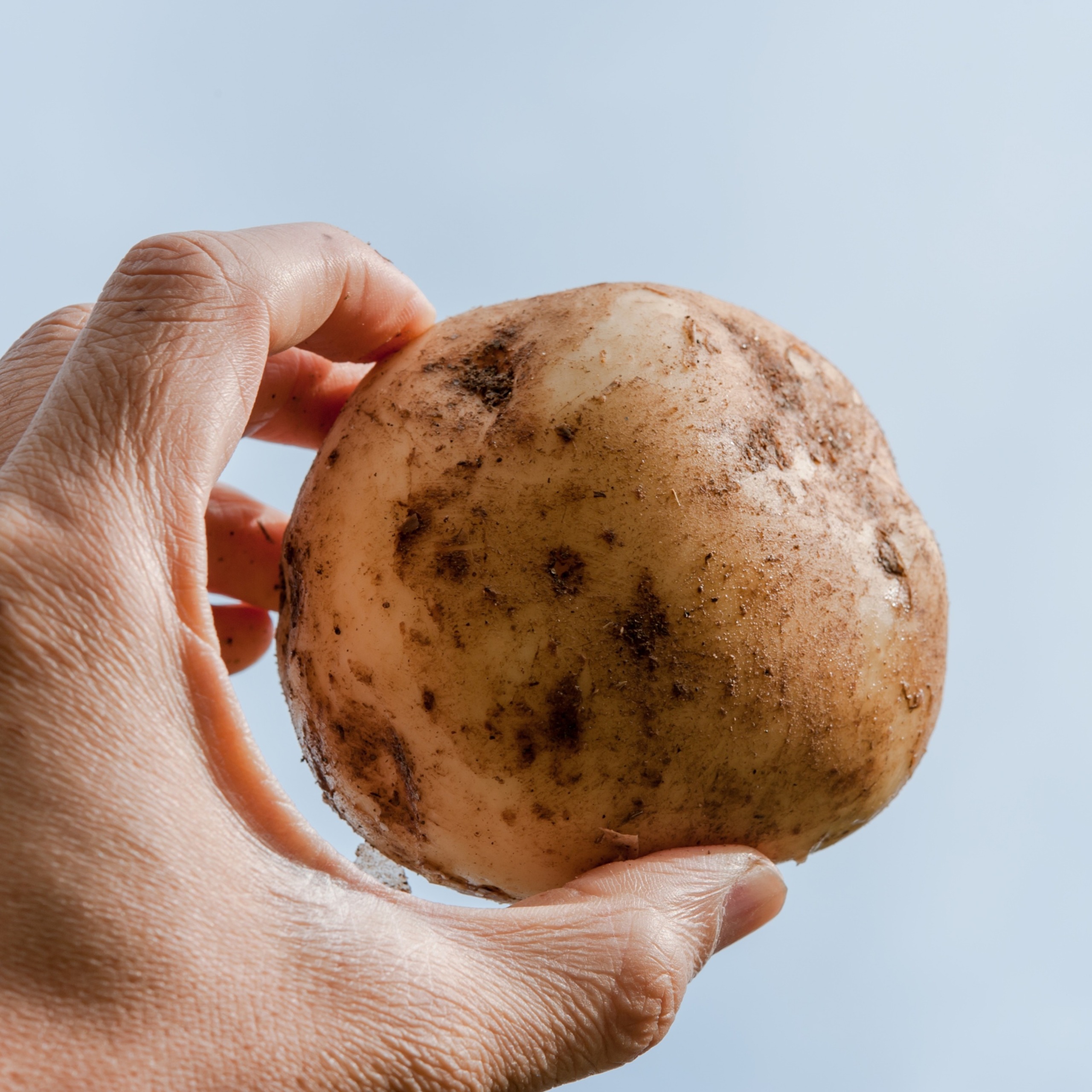 北海道十勝豊頃産キタカムイ約10kg 【2026年秋出荷】（先行受付）［安田農場］