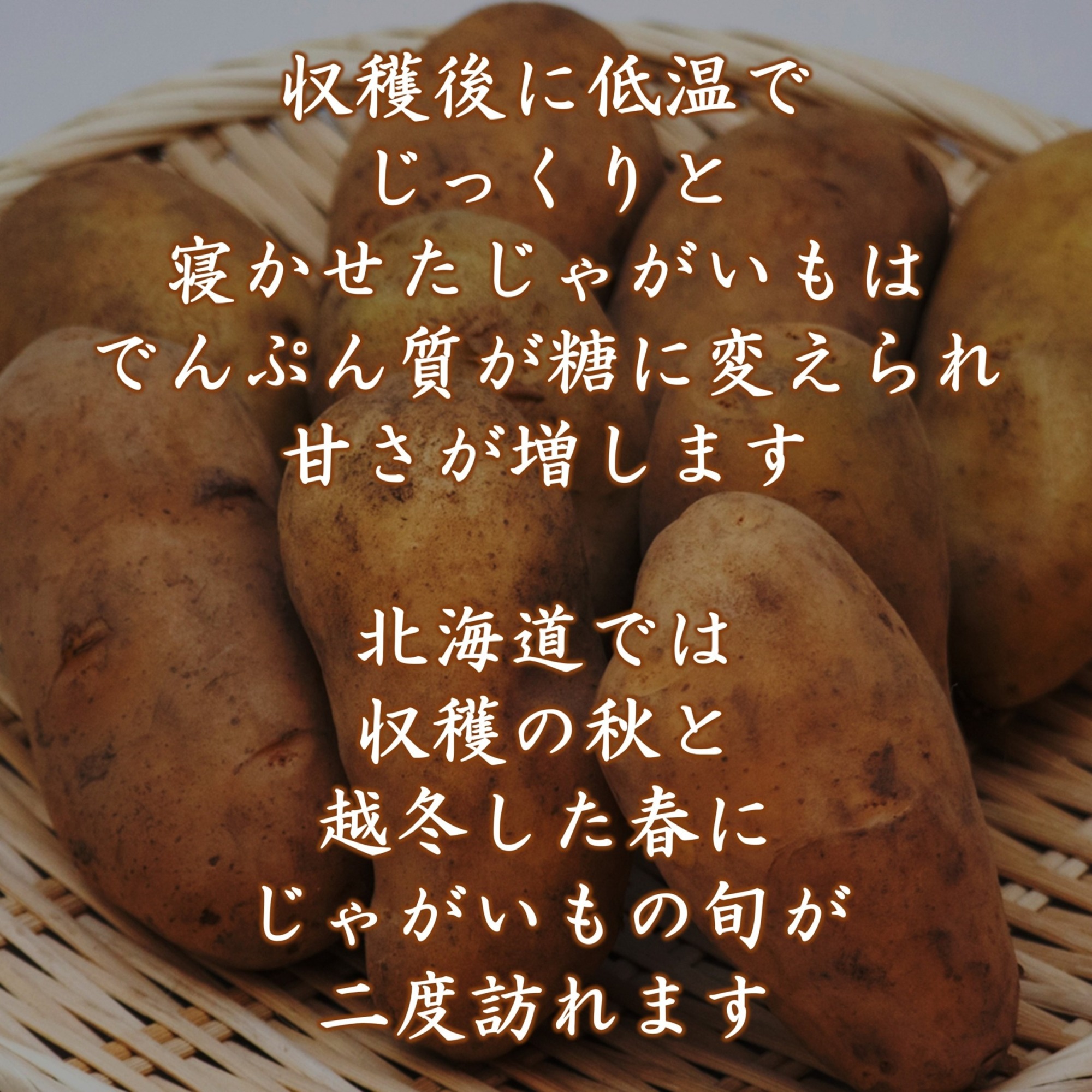 越冬十勝野じゃがいもきたあかり10kg【2026年春出荷】（先行受付）［按田農場］