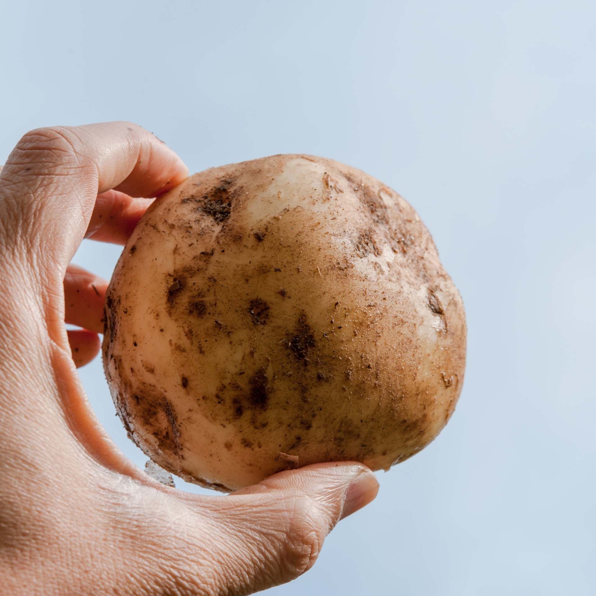 十勝の秋の味覚野菜詰め合わせ（ごぼじゃがセット）【2026年秋出荷】（先行受付）【工房みみずく】