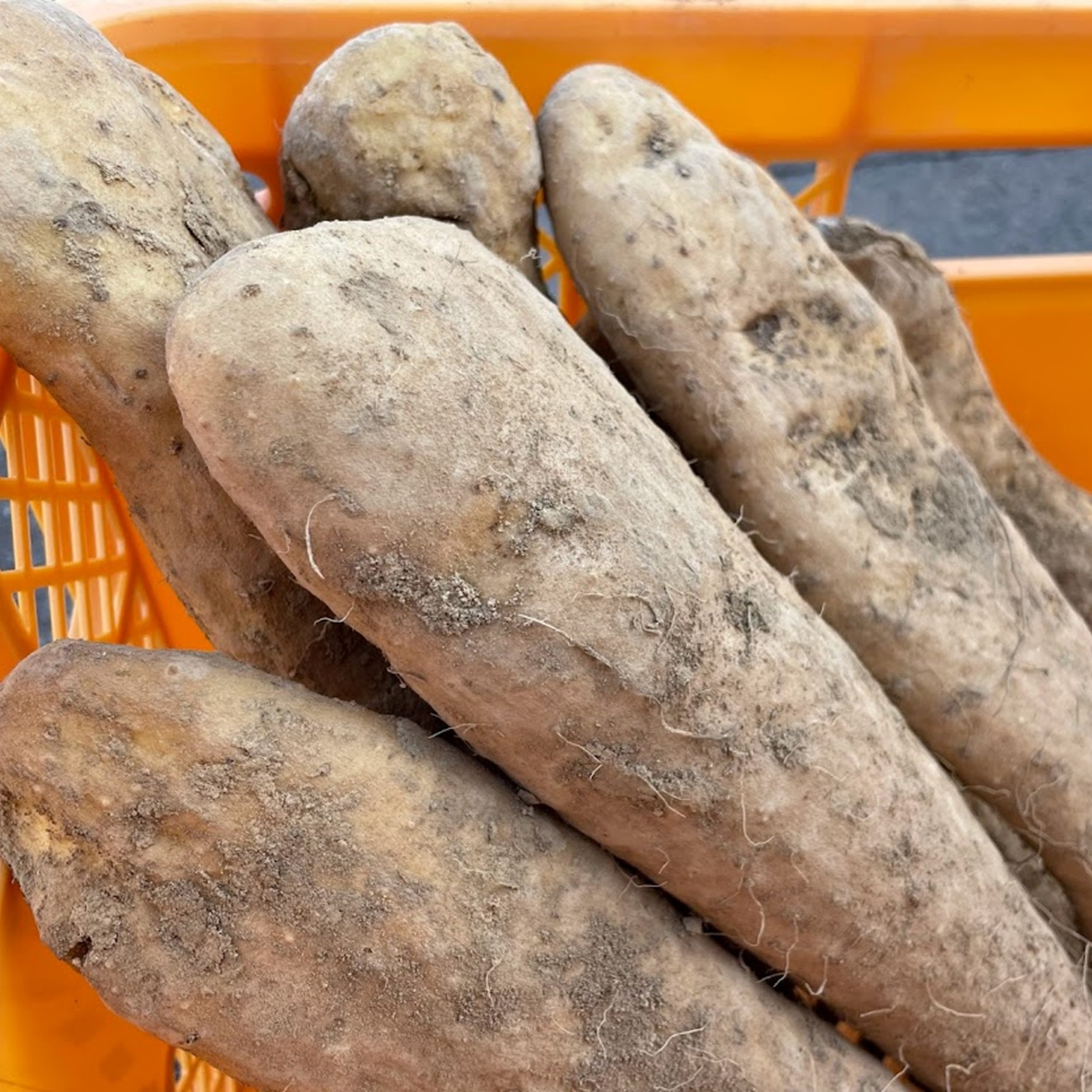 【訳あり】十勝豊頃産ながいも8.0kg 【2026年初冬出荷開始】【定期便2回 12月・2月発送】（先行受付）【植村農場】