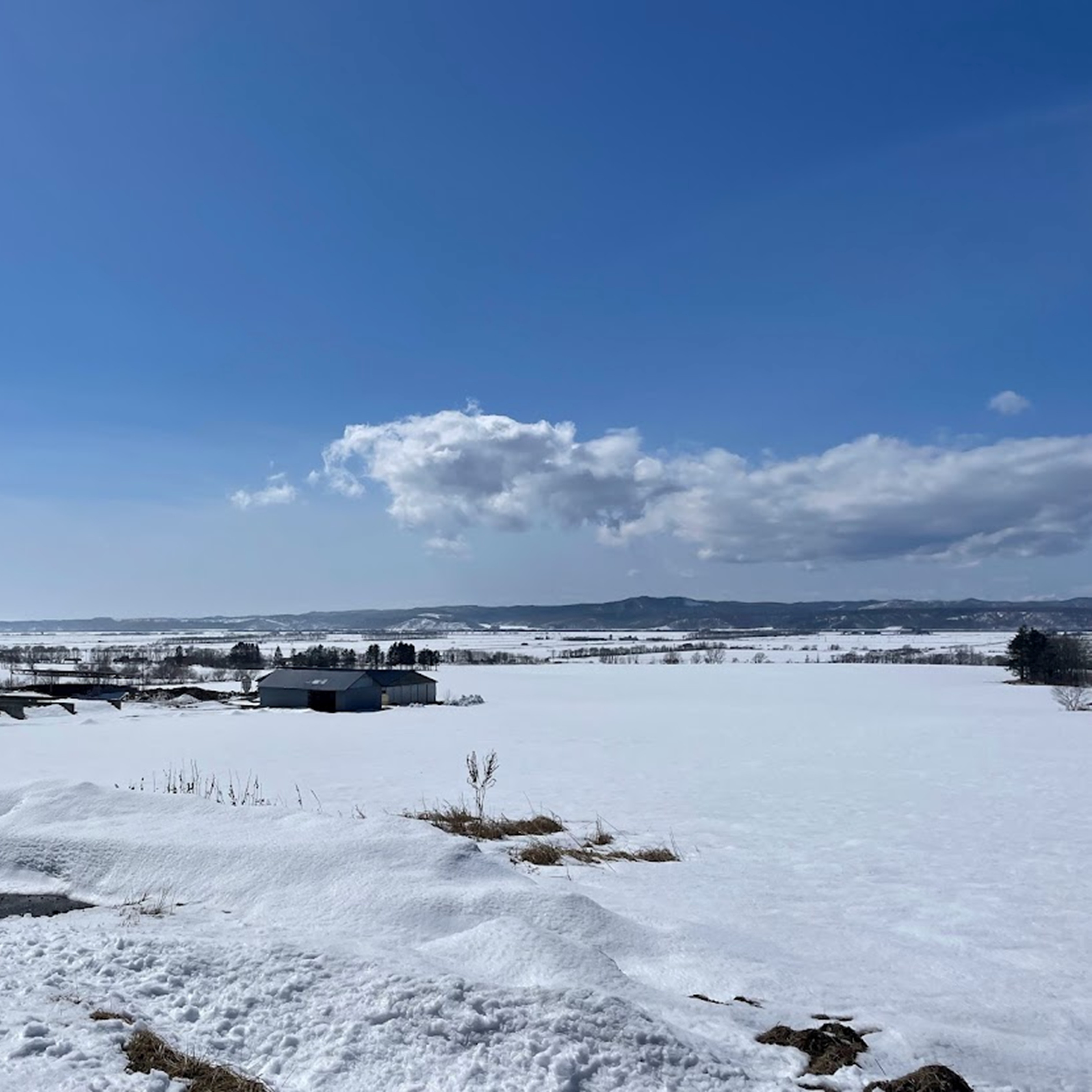 越冬十勝野じゃがいもきたあかり10kg【2026年春出荷】（先行受付）［按田農場］
