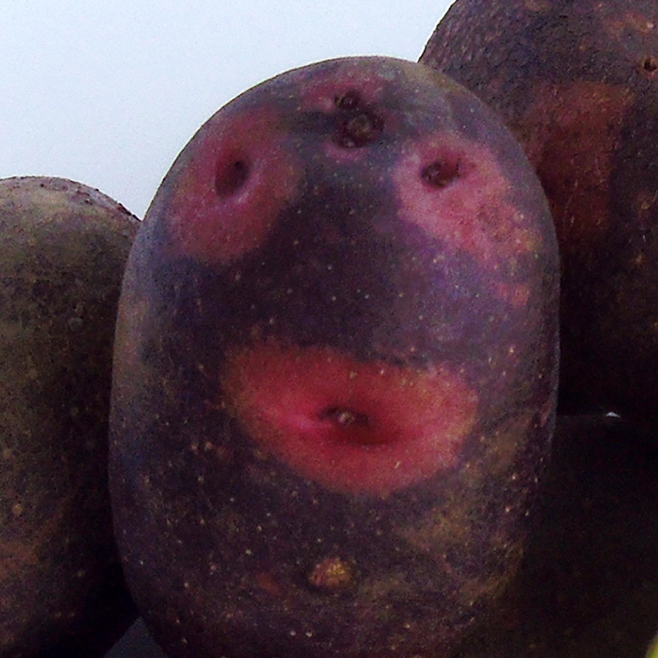 北海道十勝豊頃産デストロイヤー５kg 【2026年秋出荷】（先行受付）［安田農場］