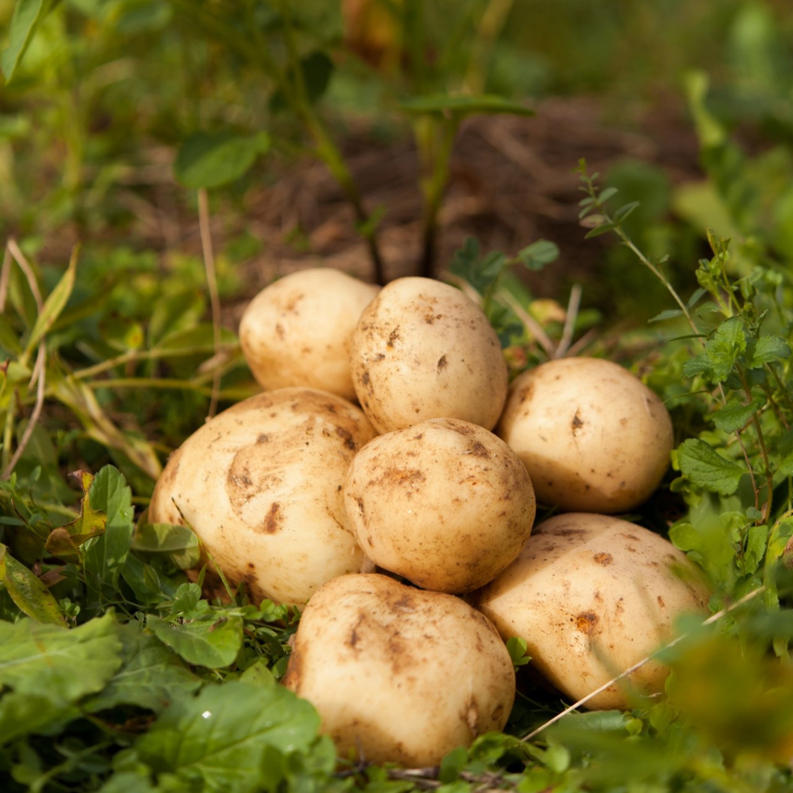 十勝の秋の味覚野菜詰め合わせ（ごぼじゃがセット）【2026年秋出荷】（先行受付）【工房みみずく】