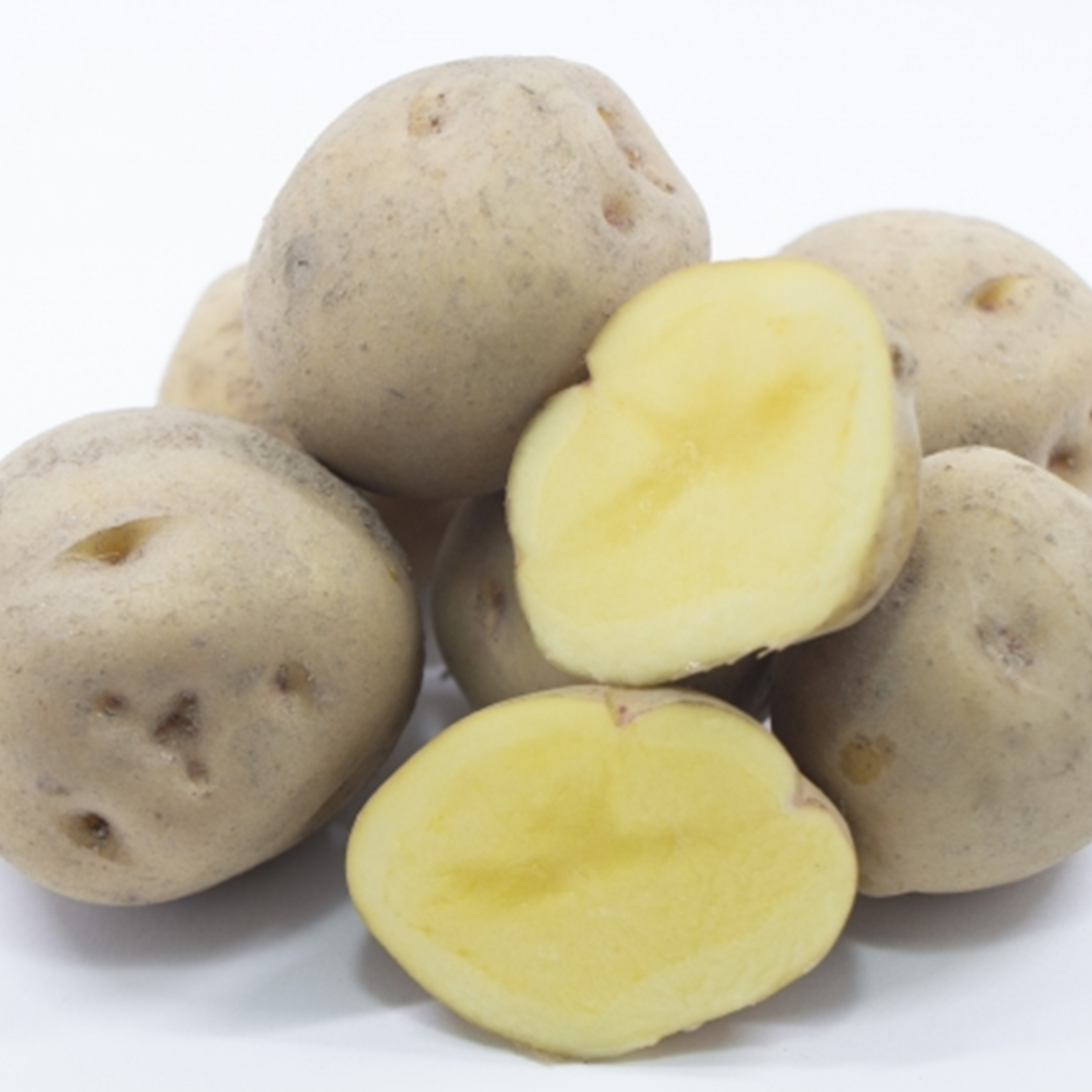 越冬十勝野じゃがいもきたあかり10kg【2026年春出荷】（先行受付）［按田農場］