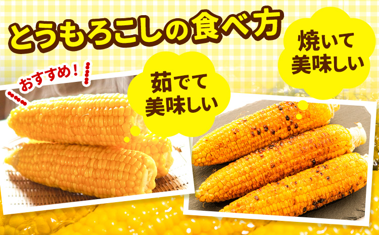 朝採りとうもろこし スーパースィート 「ゴールドラッシュ」 訳あり ご家庭用 12本 《8月上旬-8月末頃出荷》嶋崎農園 送料無料 北海道 本別町北海道 十勝 本別町産 スーパースイート トウモロコシ 一番果 冷蔵便 甘い