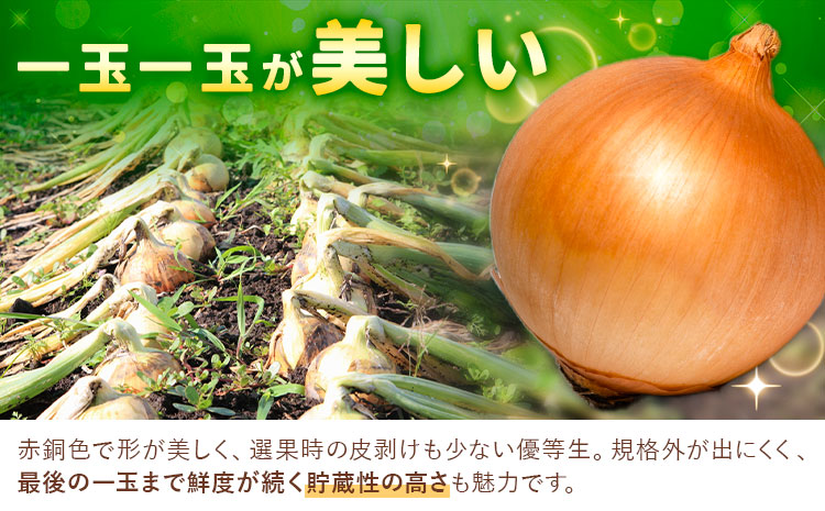 【先行予約】 玉ねぎ たまねぎ 玉葱 約10kg サイズ混合《2026年10月上旬-11月上旬頃出荷》嶋崎農園 送料無料 北海道 本別町 北海道 十勝 本別町産 オニオン カレー サラダ スープ 野菜