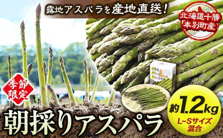  北海道十勝 露地栽培 朝採り直送「季節限定！朝採りアスパラ 1.2kg」 本別町産 本別町農業協同組合 送料無料 先行予約 北海道 本別町 アスパラガス 春 野菜 旬 露地 産地直送 グリーンアスパラガス《5月中旬-6月中旬頃出荷》