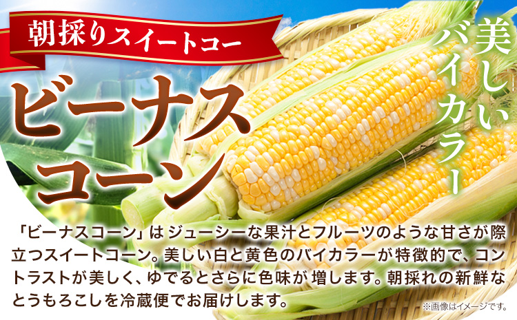 【先行予約】朝採り とうもろこし ビーナスコーン スイートコーン 10本 《8月上旬-8月末頃出荷予定》山下農場 バイカラー 大粒 コーン