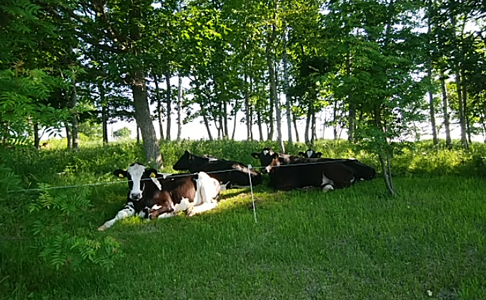 十勝産 牛バラ肉スライス900g（300g×3）北海道足寄町 ありがとう牧場【サラダビーフ】無農薬・無化学肥料の放牧地で育った牛