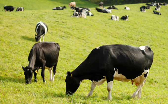 十勝産 牛バラ肉スライス900g（300g×3）北海道足寄町 ありがとう牧場【サラダビーフ】無農薬・無化学肥料の放牧地で育った牛
