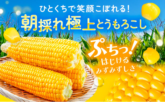 【先行予約】北海道 朝もぎ とうもろこし 10本（恵味ゴールド）【8月上旬以降発送】《足寄町》【党崎農場】トウモロコシ とうもろこし 甘い 野菜 採れたて野菜 新鮮 農家 おすすめ 北海道土産 ゴールド gold レンチン 北海道産 あしょろ 北海道 [BEAA003]