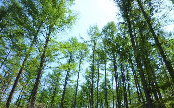 カーボンオフセット CO2（二酸化炭素）吸収量 1t《足寄町》【北海道森林バイオマス吸収量活用推進協議会】CO2 CO2吸収 二酸化炭素 SDGs 温暖化 環境 木片ペレット ゼロカーボン あしょろ 北海道 [BEAS001]