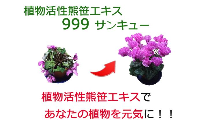 植物活性熊笹エキス 999サンキュー 100ml×13本《足寄町》【株式会社北のささ】植物 観葉植物 鉢花 切り花 種まき 植え付け 害虫 サポート 100ml あしょろ 北海道 [BEAR012]
