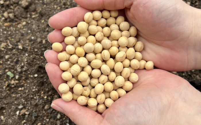 北海道 あしょろの大豆 1kg×2袋《足寄町》【党崎農場】 [BEAA026] 大豆 豆 まめ マメ 和食 煮豆 スープ 煮物 健康 足寄町産 北海道産 道産 寒冷地 足寄町 北海道 節分