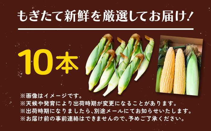 【先行予約】北海道 朝もぎ とうもろこし 10本（恵味ゴールド）【8月上旬以降発送】《足寄町》【党崎農場】トウモロコシ とうもろこし 甘い 野菜 採れたて野菜 新鮮 農家 おすすめ 北海道土産 ゴールド gold レンチン 北海道産 あしょろ 北海道 [BEAA003]