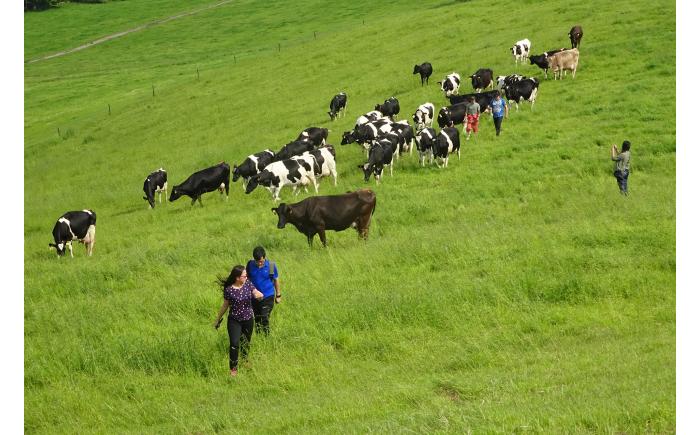 【ペア】 北海道十勝 牧場暮らし・チーズ造り 体験ツアー《足寄町》 【Slow Travel HOKKAIDO】 北海道旅行 体験 チーズ 牧場 見学 ツアー 体験型 旅 旅行 牧場見学 [BEAY002]