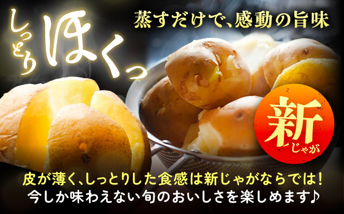 北海道産 じゃがいも＆かぼちゃ 計10kg（じゃがいも6-7kg・かぼちゃ3-4kg）《足寄町》【党崎農場】ジャガイモ じゃがいも 食べ比べ かぼちゃ 野菜 ポテト 芋 イモ いも ハロウィン あしょろ 北海道[BEAA009]