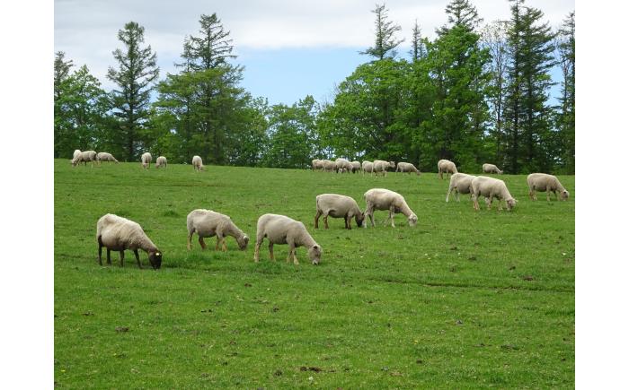 北海道十勝 オーダーメイドツアーチケット（90,000円分）《足寄町》 【Slow Travel HOKKAIDO】 北海道旅行 体験 牧場 狩猟 温泉 焚火 アウトドア 体験型 旅 旅行 イベント オンネトー 十勝 あしょろ [BEAY008]