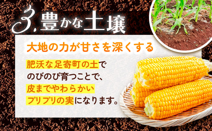 【先行予約】北海道 朝もぎ とうもろこし 10本（恵味ゴールド）【8月上旬以降発送】《足寄町》【党崎農場】トウモロコシ とうもろこし 甘い 野菜 採れたて野菜 新鮮 農家 おすすめ 北海道土産 ゴールド gold レンチン 北海道産 あしょろ 北海道 [BEAA003]