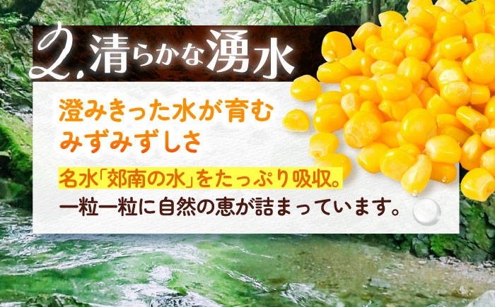 【先行予約】北海道 朝もぎ とうもろこし 10本（恵味ゴールド）【8月上旬以降発送】《足寄町》【党崎農場】トウモロコシ とうもろこし 甘い 野菜 採れたて野菜 新鮮 農家 おすすめ 北海道土産 ゴールド gold レンチン 北海道産 あしょろ 北海道 [BEAA003]