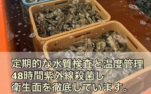 北海道 仙鳳趾名産 牡蠣 100g～149g×40コ＋かきナイフ付き 【1月10日以降順次発送】 かき漁師直送 K1-5 （センポウシ : 釧路町の東 厚岸湾の西 カキの名産地） 仙鳳趾 せんぽうし 牡蠣 生食用 殻付き 牡蠣 絶品 産地直送 すぐ発送 2026年 年始発送 北海道 釧路町 釧路超 特産品