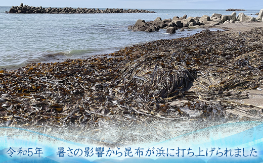 雑海藻から海を守り、日本の食文化である昆布の漁場の再生支援寄附 ＜１口 100,000円 より＞ | 返礼品なし 緊急支援 昆布 こんぶ 北海道 釧路町 釧路超 特産品