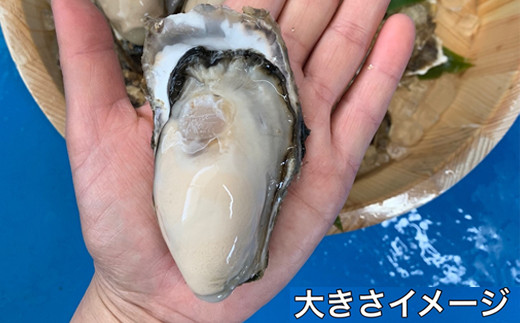 北海道 仙鳳趾産 牡蠣 100g〜149g×40コ＋かきナイフ付きかき漁師直送 K1-5＜センポウシ : 釧路町の東 厚岸湾の西 カキの名産地＞