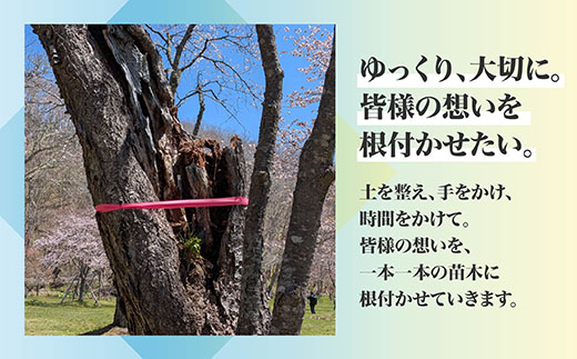 【返礼品なし】別保公園の桜を雪害から復活させたい ｜「日本一遅い桜まつり」応援寄附（5,000,000円） さくら 桜 桜の木 植樹 別保公園 北海道 釧路町 釧路超 寄付 支援 応援 共感型sakura04