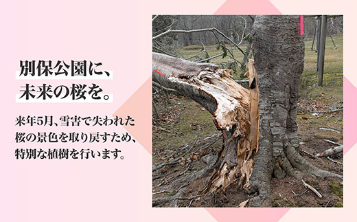 【返礼品なし】別保公園 の桜を雪害から復活させたい ｜「日本一遅い桜まつり」応援寄附（3,000,000円） さくら 桜 桜の木 植樹 別保公園 北海道 釧路町 釧路超 寄付 支援 応援 共感型sakura03
