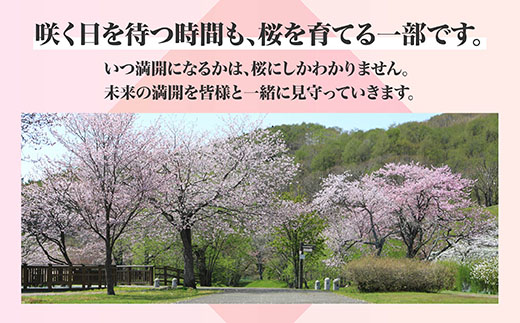 【返礼品なし】別保公園 の桜を雪害から復活させたい ｜「日本一遅い桜まつり」応援寄附（3,000,000円） さくら 桜 桜の木 植樹 別保公園 北海道 釧路町 釧路超 寄付 支援 応援 共感型sakura03