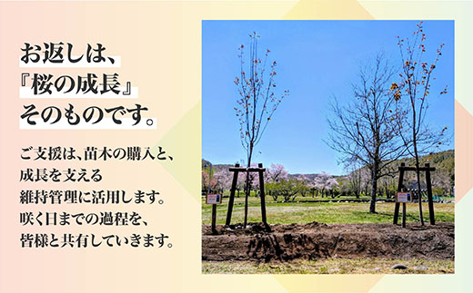 【返礼品なし】別保公園の桜を雪害から復活させたい ｜「日本一遅い桜まつり」応援寄附（5,000,000円） さくら 桜 桜の木 植樹 別保公園 北海道 釧路町 釧路超 寄付 支援 応援 共感型sakura04