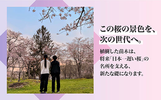 【返礼品なし】別保公園の桜を雪害から復活させたい ｜「日本一遅い桜まつり」応援寄附（5,000,000円） さくら 桜 桜の木 植樹 別保公園 北海道 釧路町 釧路超 寄付 支援 応援 共感型sakura04