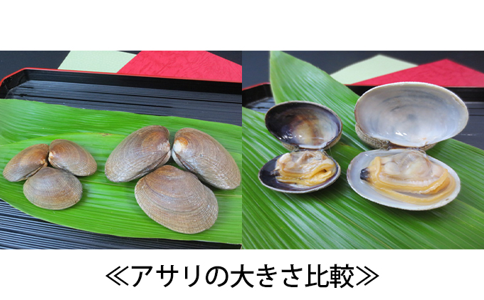 先行予約 北海道厚岸産 特大 あさり (砂出し済み)  500g ×2袋 (合計約1kg)