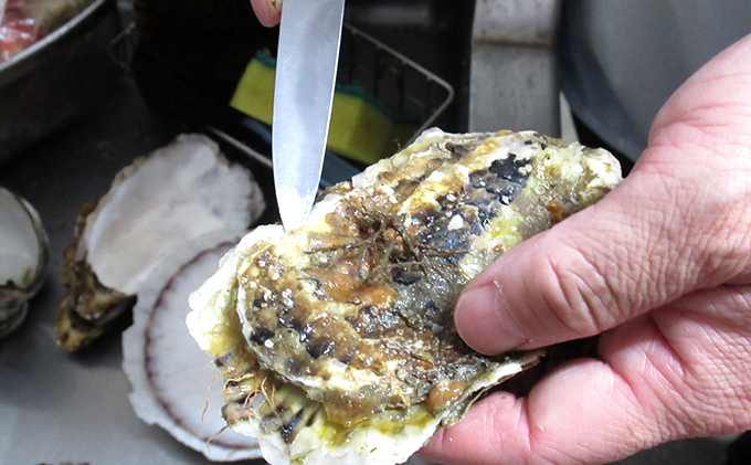 牡蠣 厚岸のブランド牡蠣 マルえもん 3Lサイズ 20個 生食用|JAL