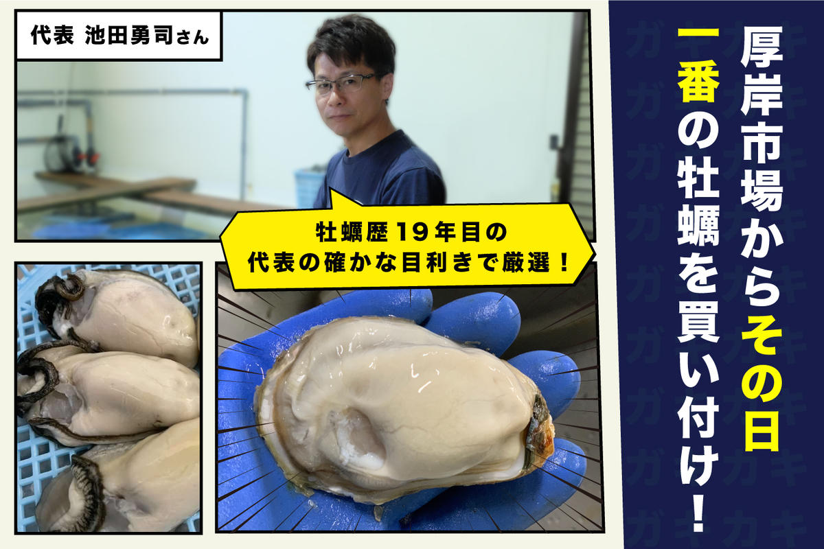 牡蠣 北海道厚岸産 牡蠣むいちゃいました！ 生食用 500g×1 むき身
