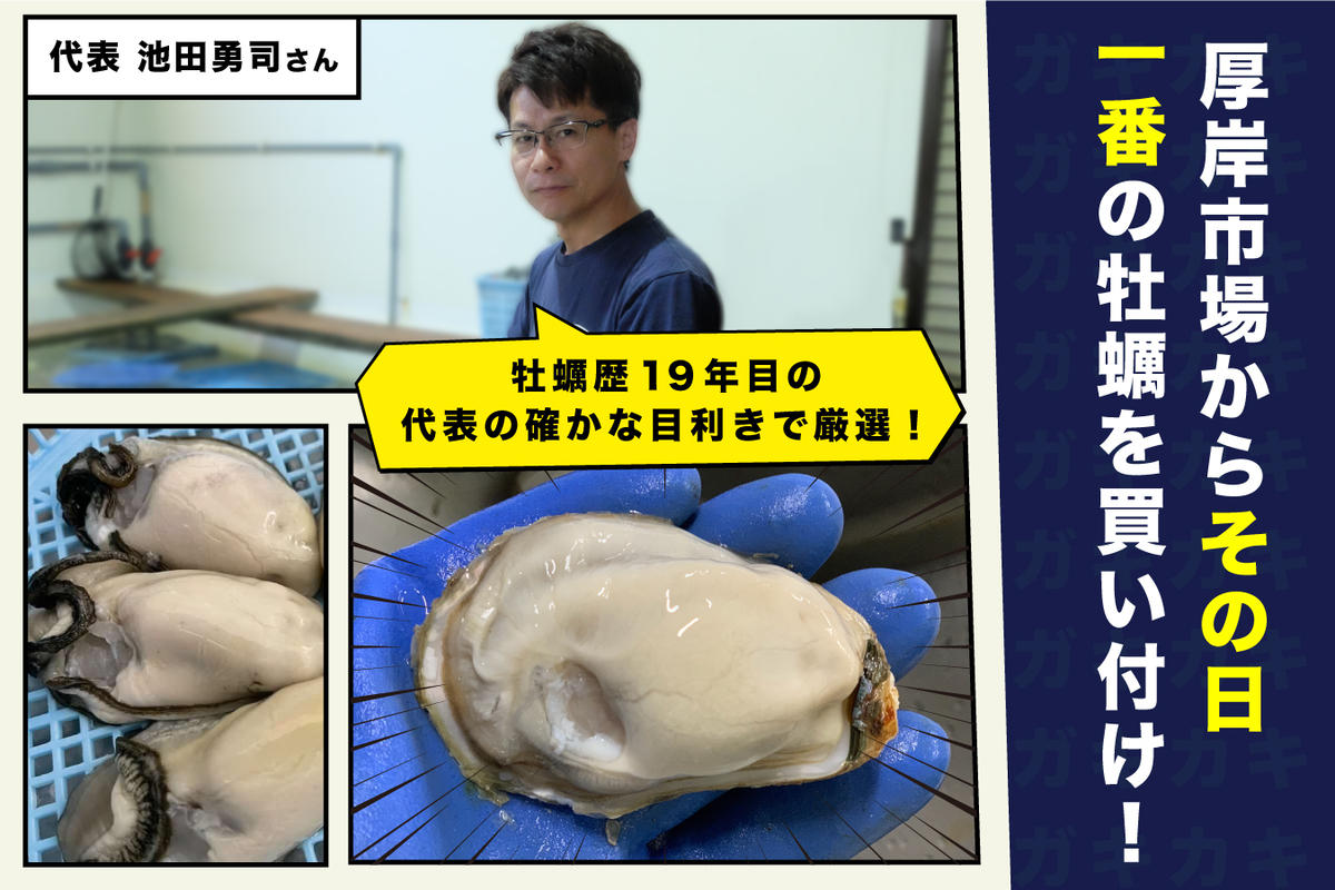 北海道厚岸産 牡蠣 Lサイズ 1ダース（12個入り） 生食用