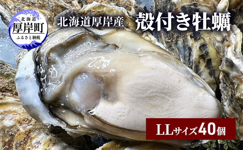 北海道 厚岸産 殻付き 牡蠣 LLサイズ 40個|JALふるさと納税|JALの