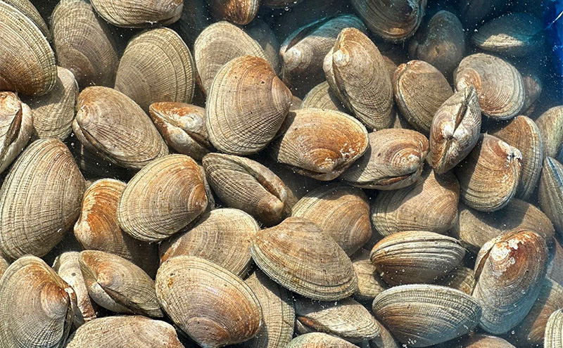 北海道 厚岸産 あさり1kg 殻付き 牡蠣 LLサイズ 10個