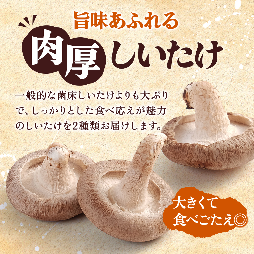 蛹玲オキ驕鍋肇 蜴壼イク逕コ 荳雁ーセ蟷 闖悟コ頑ス蝓ケ 繧ュ繝ウ繧ー縺励>縺溘¢ 繝励Μ繝ウ繧ケ縺励>縺溘¢ 蜷1繝代ャ繧ッ