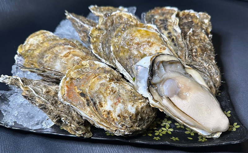 北海道 厚岸産 あさり1kg 殻付き 牡蠣 LLサイズ 20個　お歳暮 特別選別品